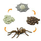 Safari Ltd Life Cycle of a Spider