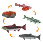 Safari Ltd Life Cycle of a Salmon