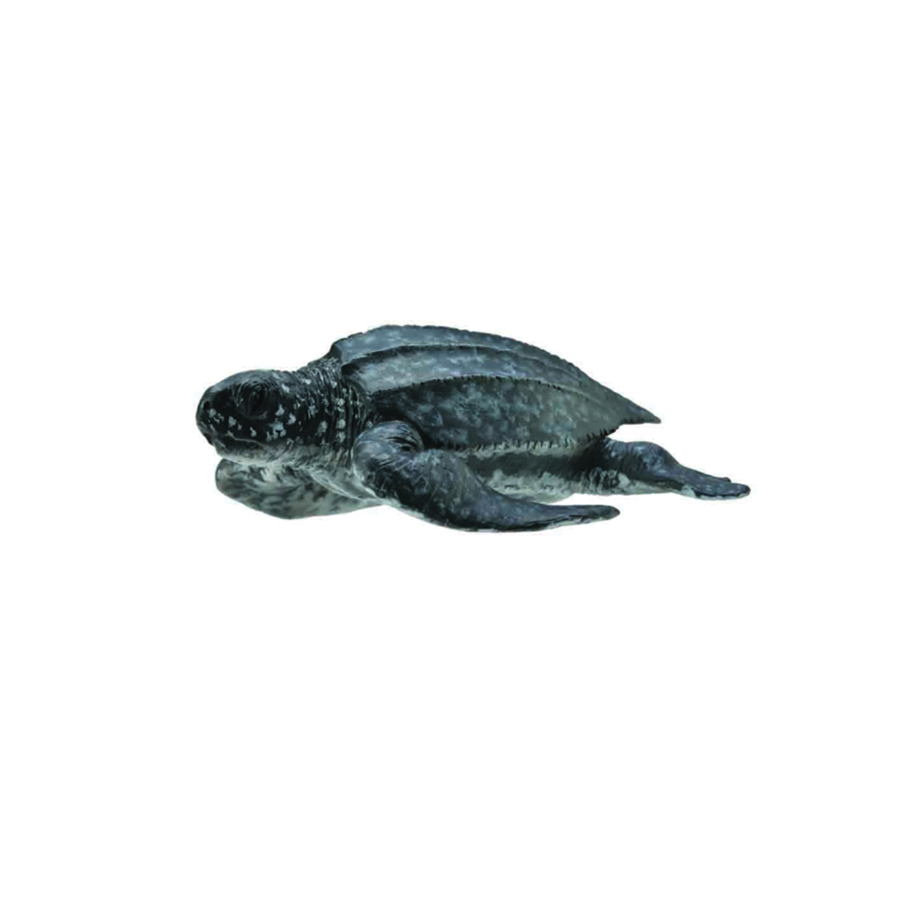 CollectA Leatherback Sea Turtle