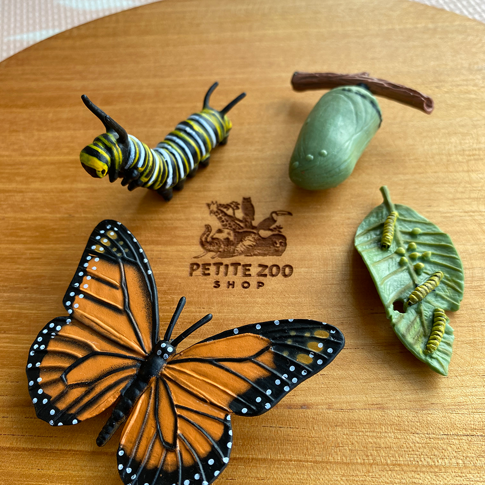 Wooden Life Cycle Tray