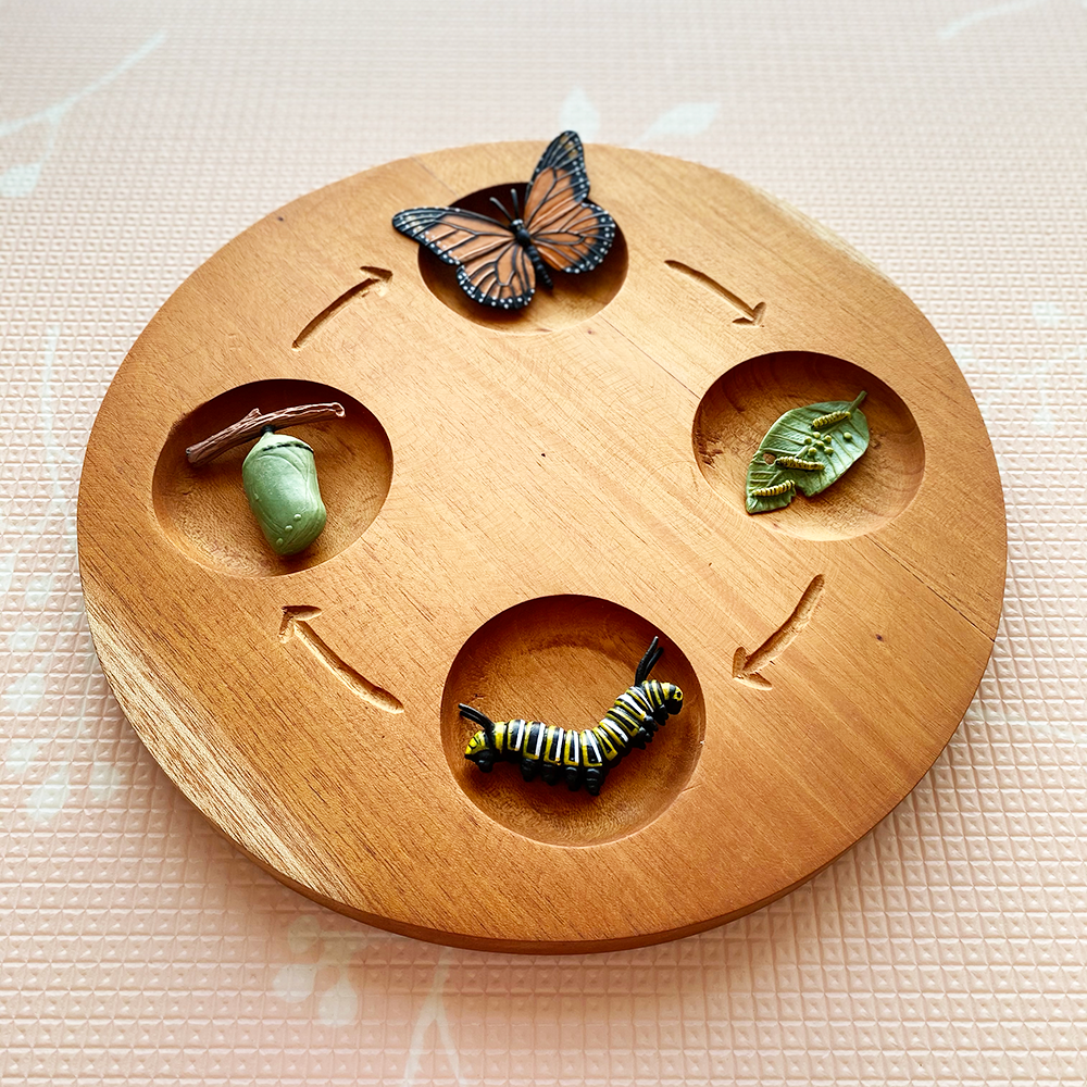 Wooden Life Cycle Tray
