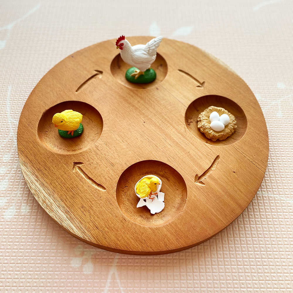 Wooden Life Cycle Tray