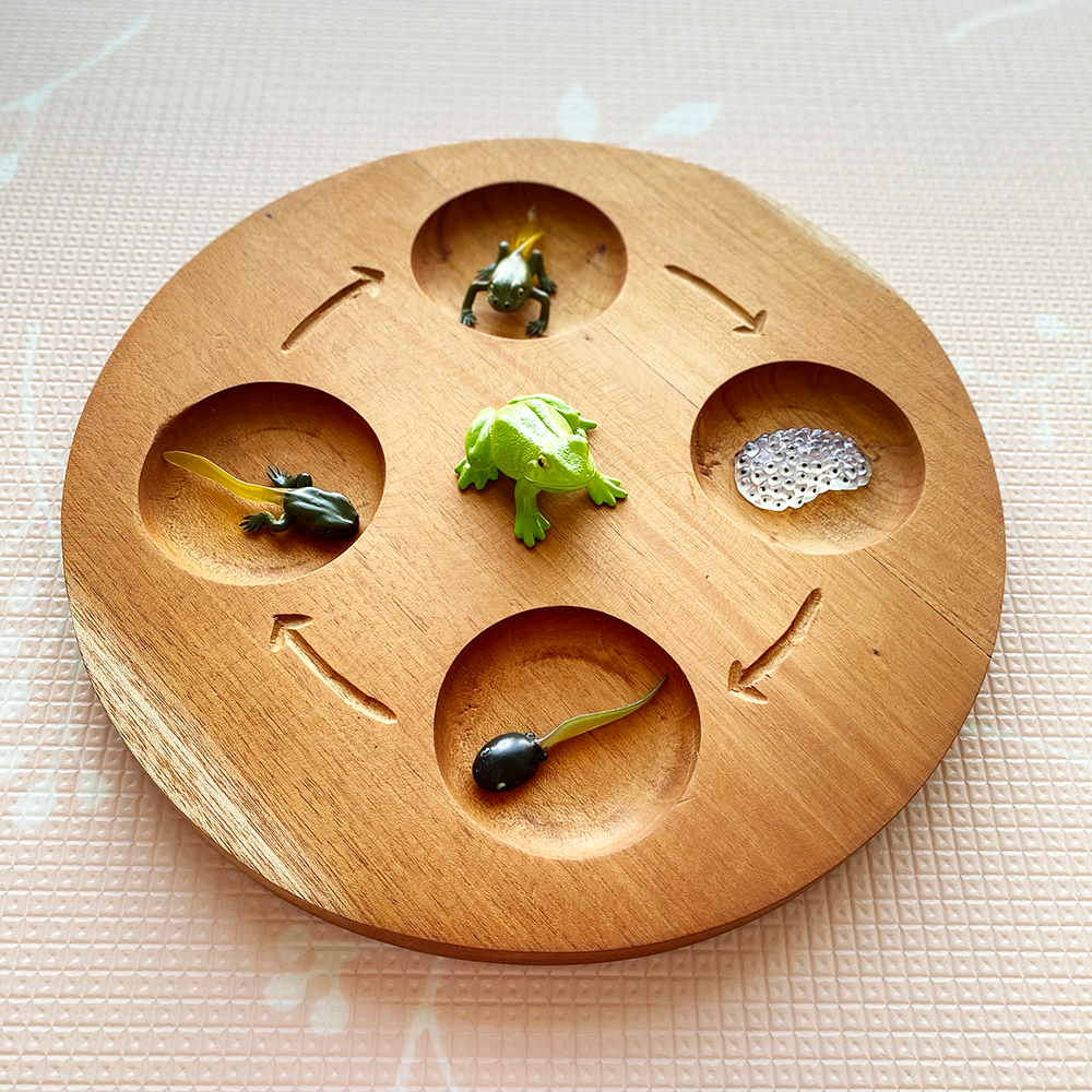 Wooden Life Cycle Tray