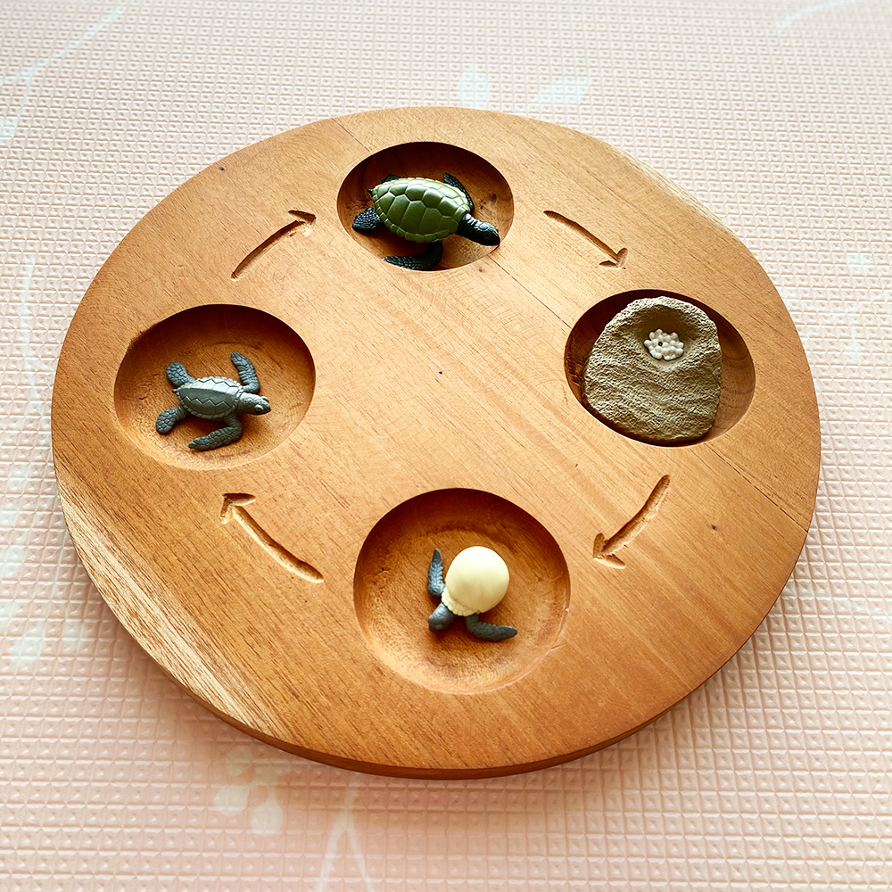 Wooden Life Cycle Tray